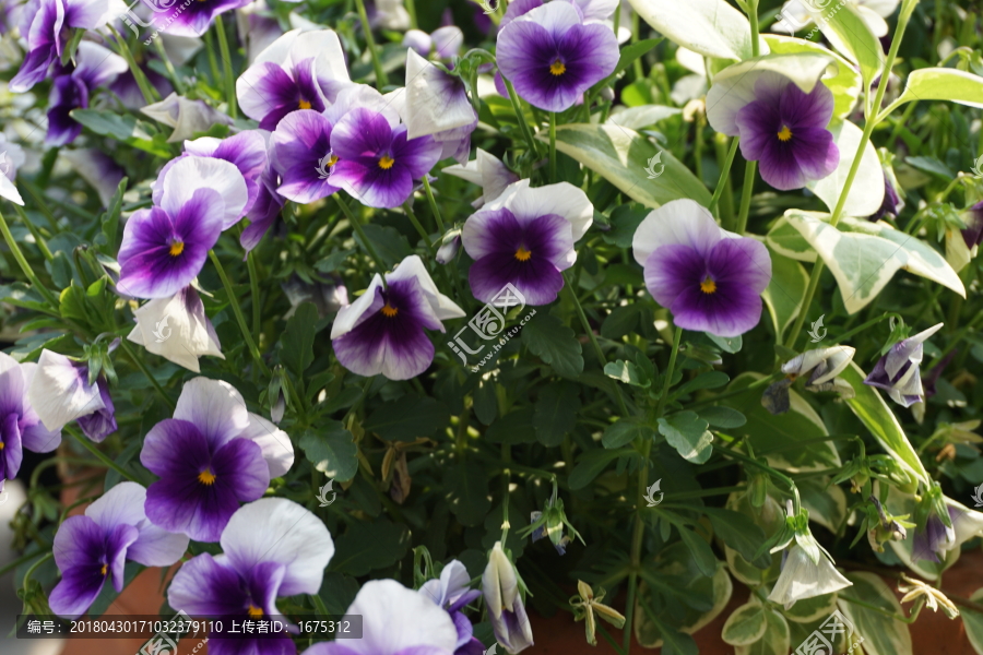蝴蝶花