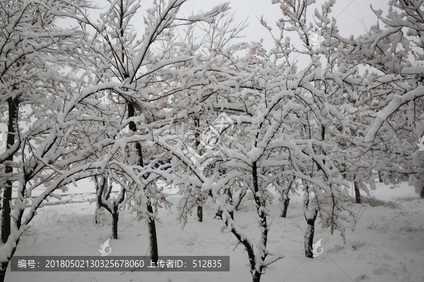 大雪