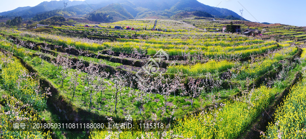 城步赏花,城步美景