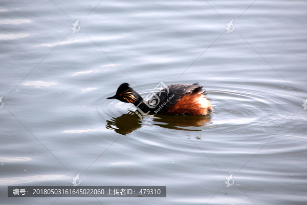 湿地,水鸟