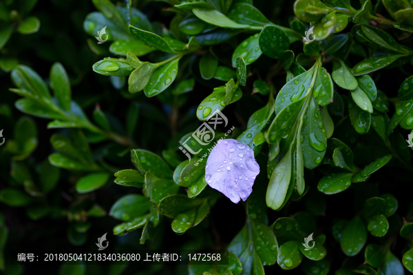 雨后,雨滴,水珠,绿叶,花瓣