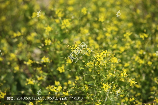 春天,小黄花,山花