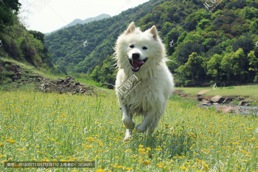 狗狗,萨摩耶犬