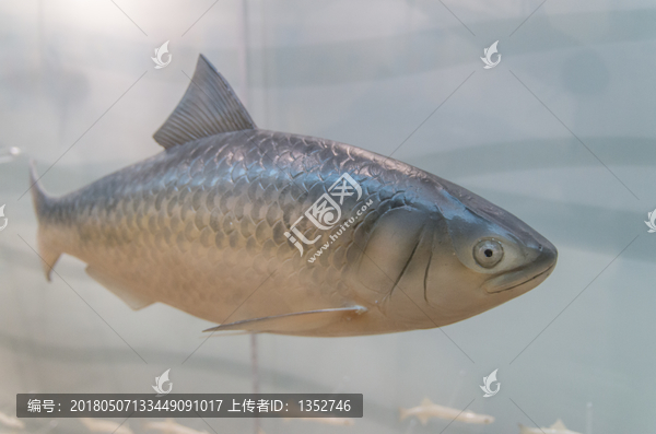 鲥鱼模型