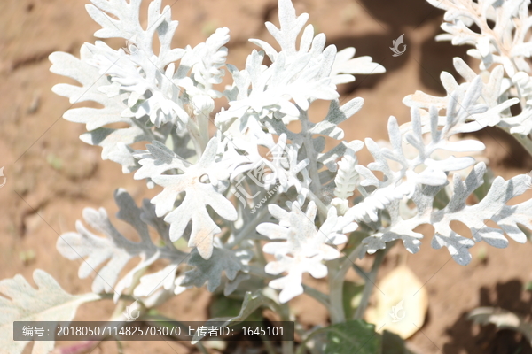 白色叶子植物