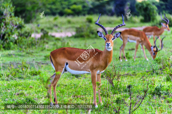 非洲肯尼亚马赛马拉黑斑羚羊