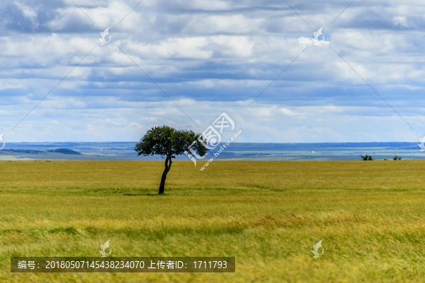 非洲肯尼亚马赛马拉草原