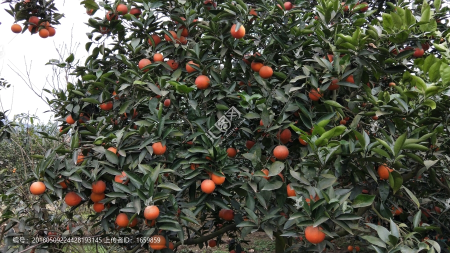 血橙果树