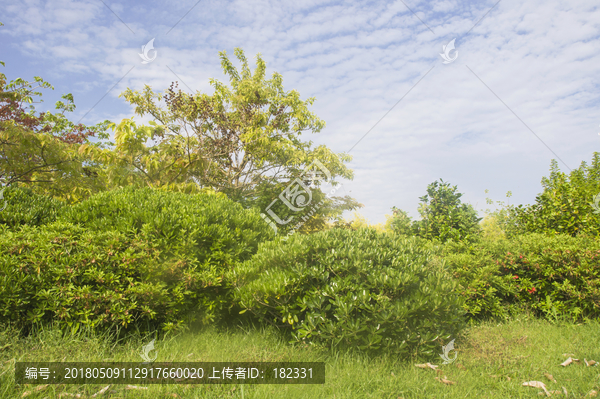 绿丛风景