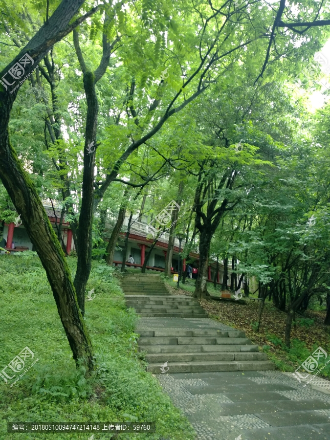 公园绿树风景