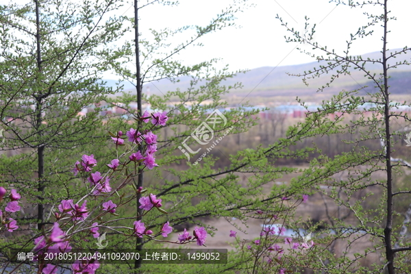 杜鹃花