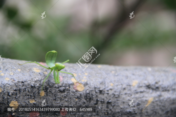 螳螂