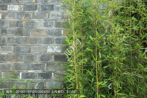 竹子,砖墙