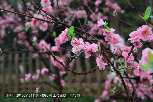 雨中桃花