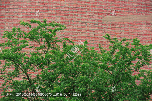 红砖墙绿植墙