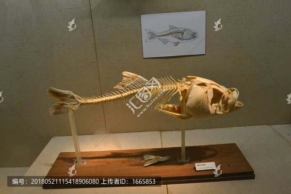 鳙鱼骨骼