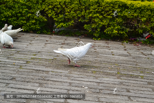 鸽子