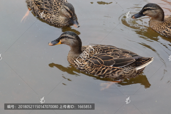 鸭子