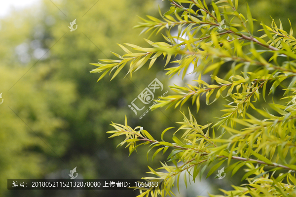 黄金柳