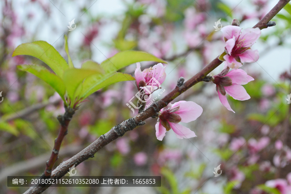 桃花