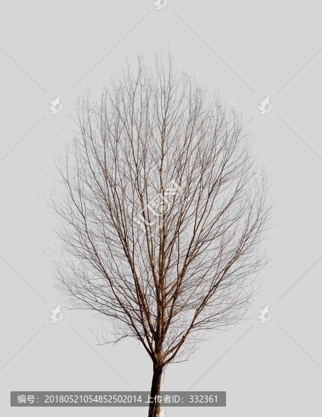 冬天的一棵小树