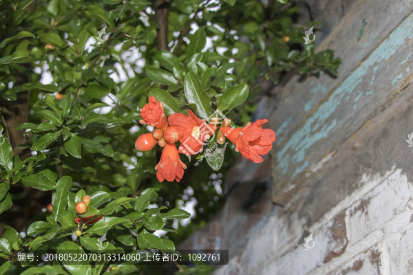 石榴花