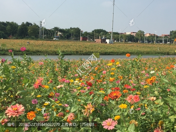 西樵山山脚花海