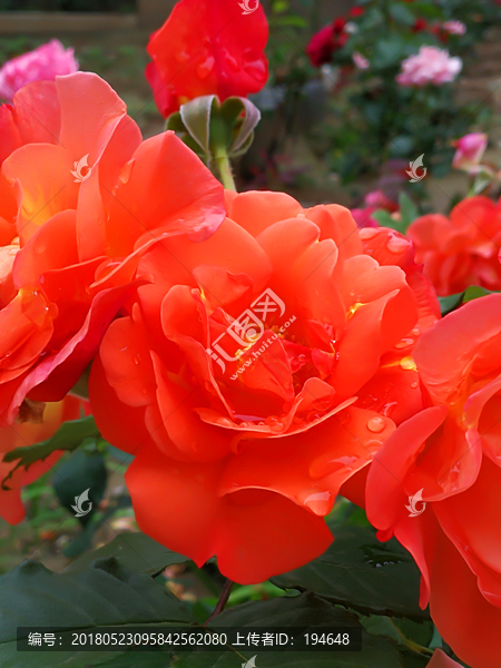 月季花