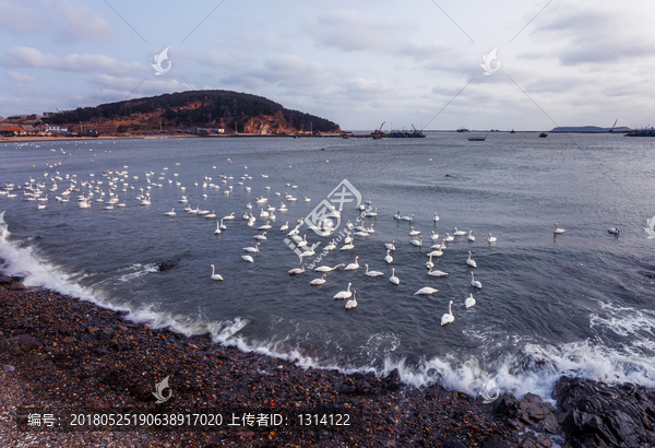 海湾,天鹅