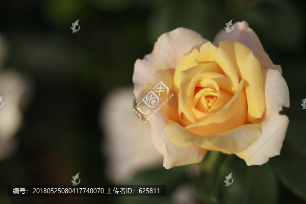 月季