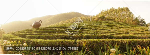 茶园全景图9