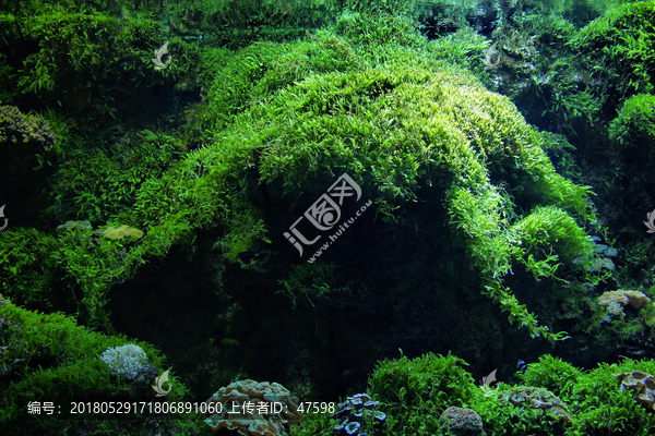 水草,海底,水族馆