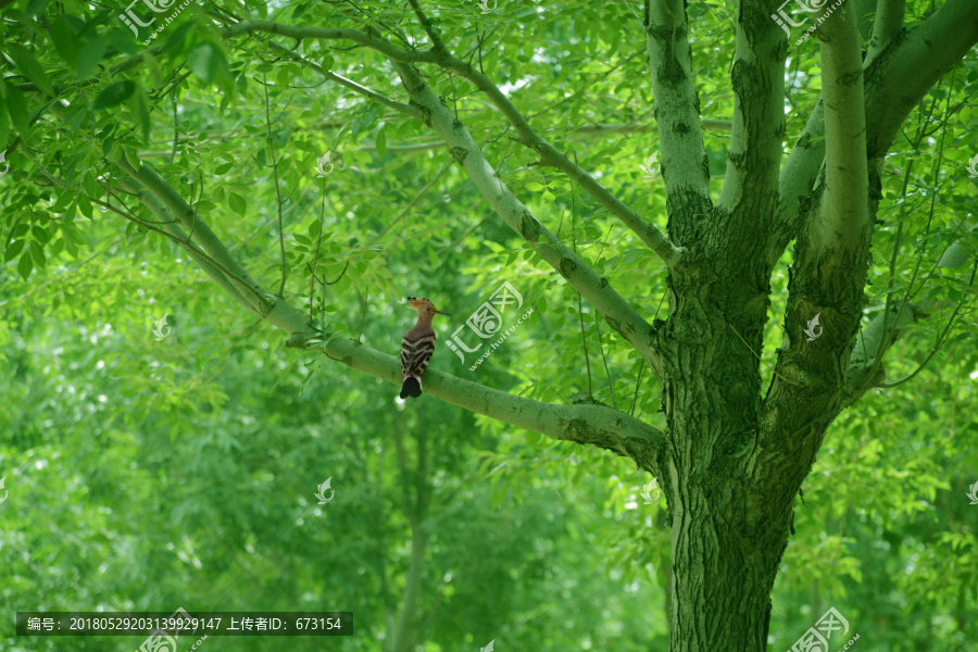 绿树啄木鸟