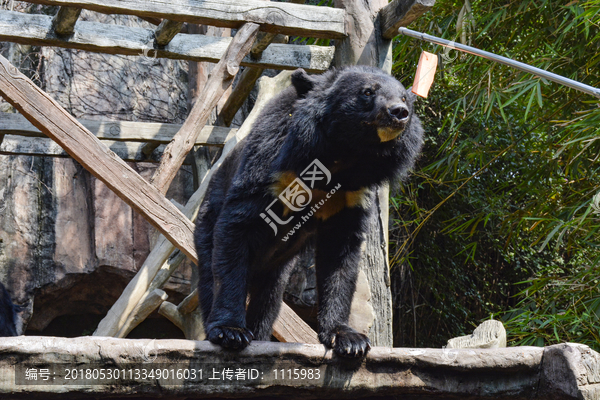 黑熊吃食