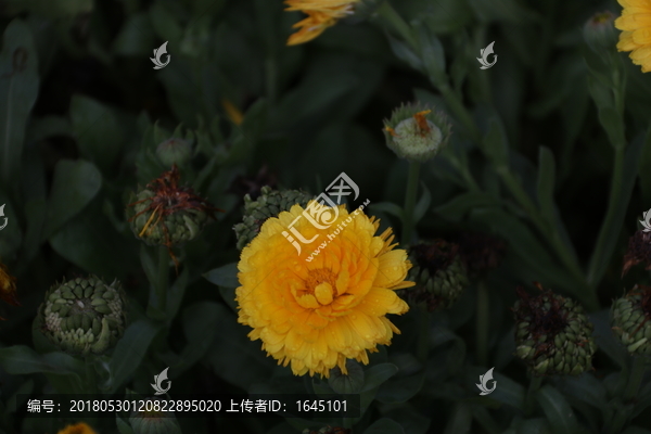 黄色雏菊