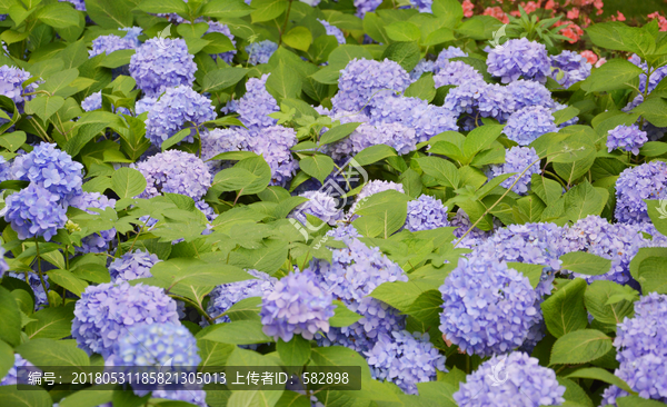 唯美蓝色花背景