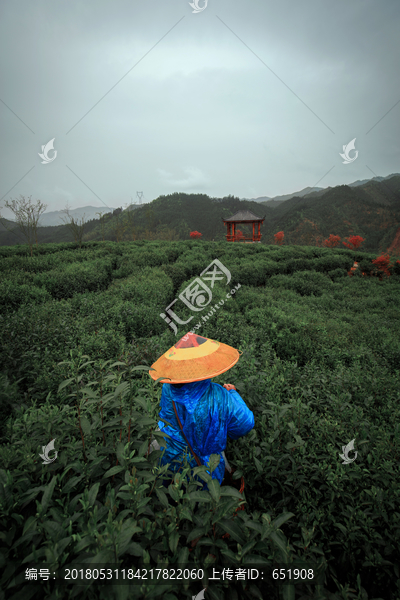 古楼茶山