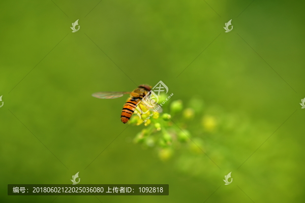 野蜂特写