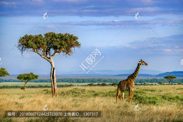 肯尼亚长颈鹿