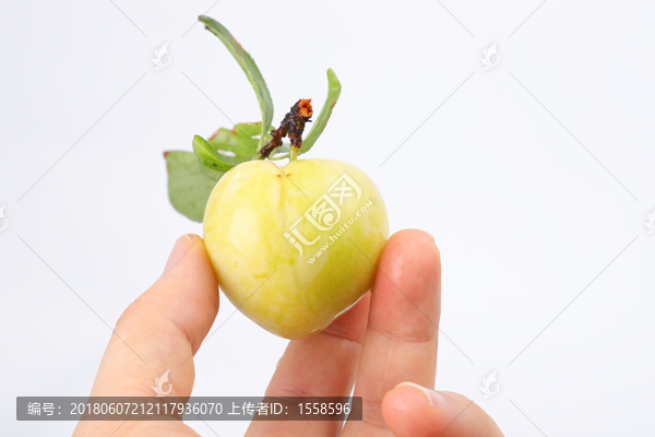 新鲜李子