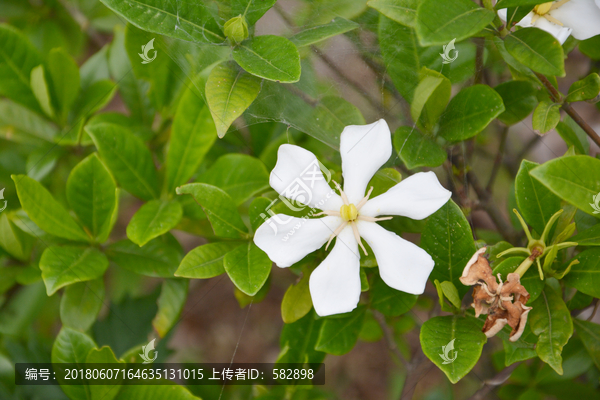 栀子花