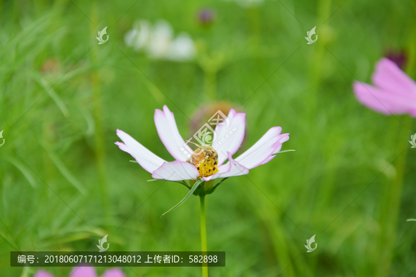 格桑花与蜜蜂