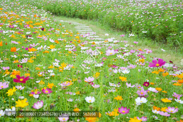 清新格桑花