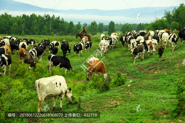 山地草原牛群