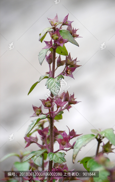 马鞭草科植物三花莸