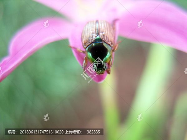 花甲虫