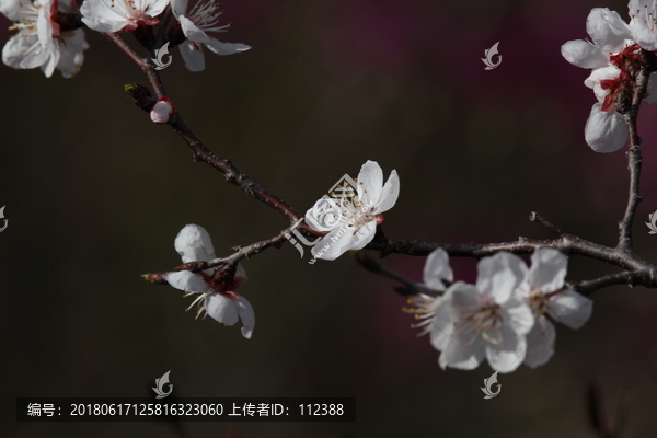 山杏,杏花,杏子,西伯利亚杏