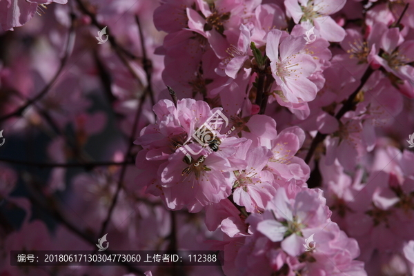 桃花,小桃红,蜜蜂,采蜜,粉花