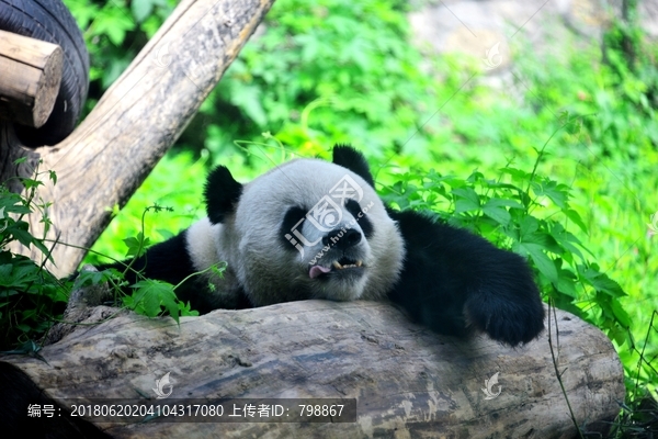 休憩的大熊猫