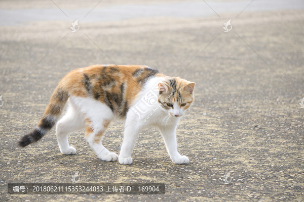 小花猫,猫步